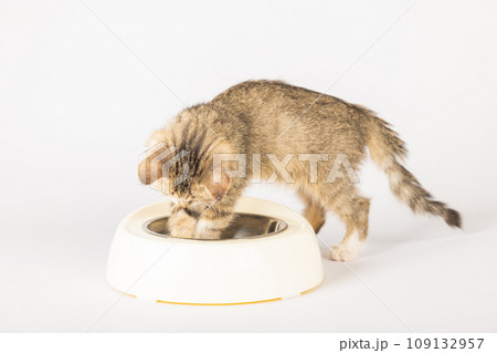 In an isolated setting a cute tabby kitten is sitting next to a food bowl eating its meal on the kitchen floor. The curious cat's fluffy tail and small tongue make for an endearing portrait. In an isolated setting a cute tabby kitten is sitting next to a food bowl eating its meal on the kitchen floor. The curious cat's fluffy tail and small tongue make for an endearing portrait. 109132957