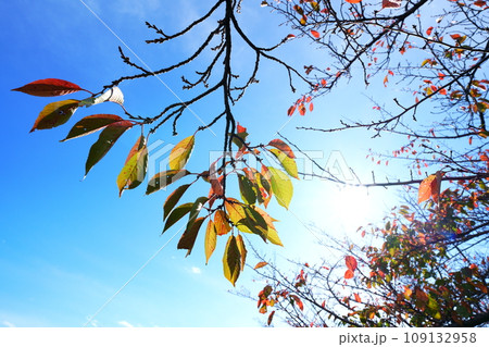 サクラの紅葉 サクラの紅葉 109132958