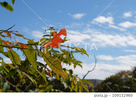 サクラの紅葉 サクラの紅葉 109132960