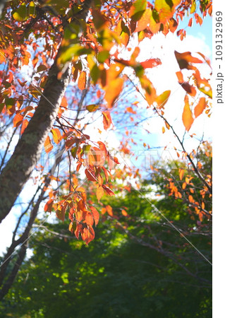 サクラの紅葉 109132969