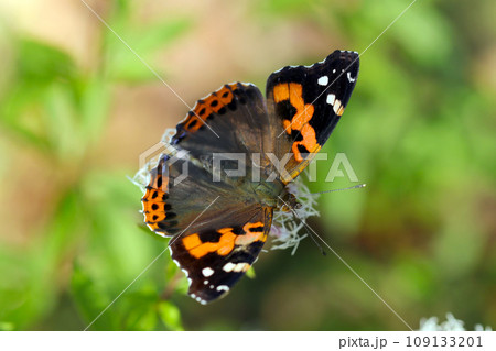 フジバカマの花から吸蜜する情熱的な黒に赤橙色の羽を広げたアカタテハ蝶（マクロレンズ自然光接写） 109133201