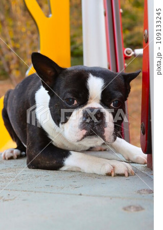 カラフルな遊具に伏せて可愛く見つめるボストンテリアのマイティ君♡ 109133245