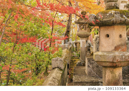 紅葉見頃な信貴山朝護孫子寺 109133364