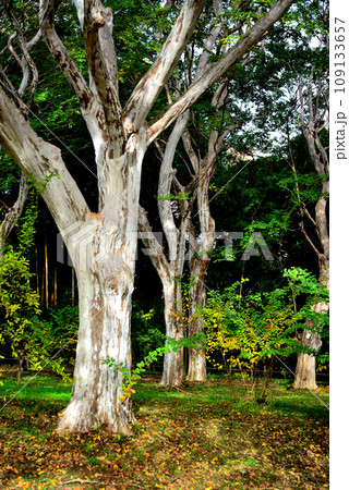 神代植物公園　シマサルスベリの大木 109133657