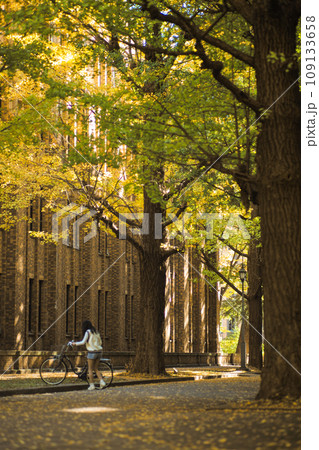 Rows of big old ginkgo trees with yellow leaves in the autumn with woman holding the bicycle by the vintage building 109133658