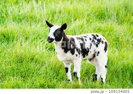 A lamb on the meadow A lamb on the meadow 109134005