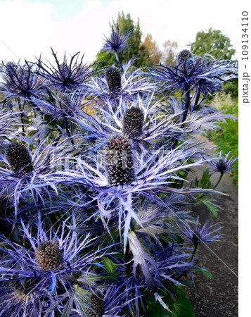 アイスランド 夏 アークレイリ 植物園 Eryngium Alpinum Superbum アイスランド 夏 アークレイリ 植物園 Eryngium Alpinum Superbum 109134110