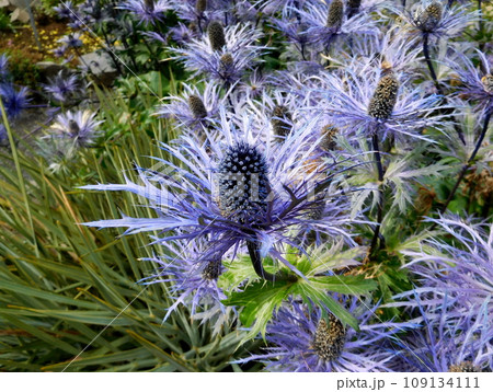 アイスランド 夏 アークレイリ 植物園 Eryngium Alpinum Superbum アイスランド 夏 アークレイリ 植物園 Eryngium Alpinum Superbum 109134111