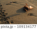 砂浜の枯れ葉 109134177