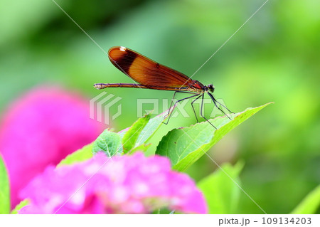 岩手県一関市舞川原沢　紫陽花の名所みちのくあじさい園　小川でみられるミヤマカワトンボとアジサイ 109134203