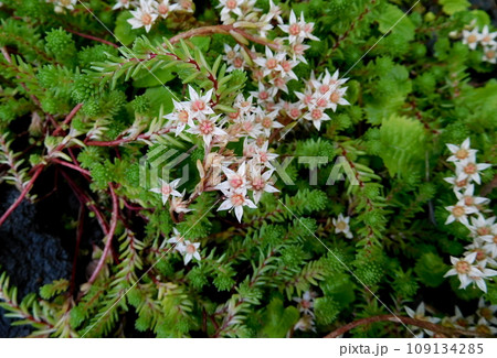 アイスランド 夏 アークレイリ 植物園 Sedum vuralianum アイスランド 夏 アークレイリ 植物園 Sedum vuralianum 109134285
