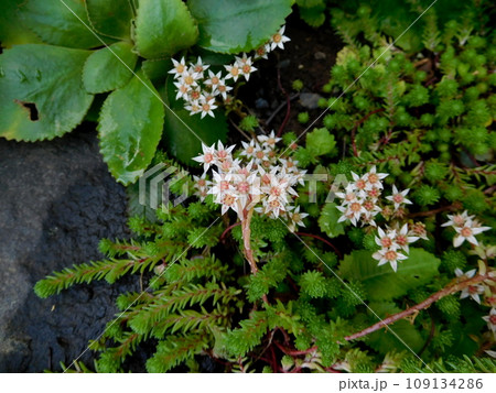 アイスランド　夏　アークレイリ　植物園　Sedum vuralianum 109134286
