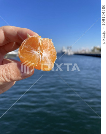 早生みかん 秋の収穫フルーツ 甘酸っぱい柑橘 109134386