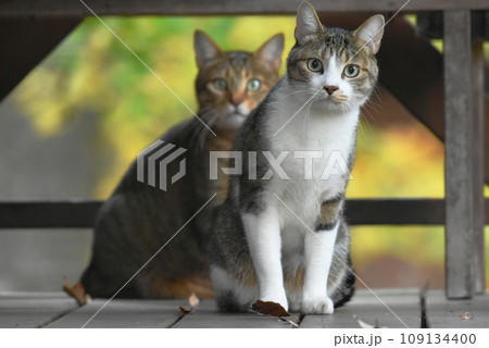 ウッドデッキをパトロールするサバトラ猫とキジトラ猫 109134400