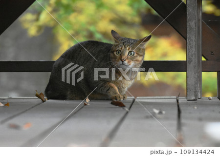 ウッドデッキをパトロールするキジトラ猫 ウッドデッキをパトロールするキジトラ猫 109134424