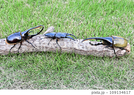 外国産昆虫 109134617