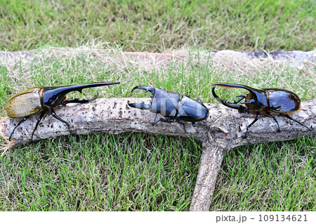 外国産昆虫 109134621