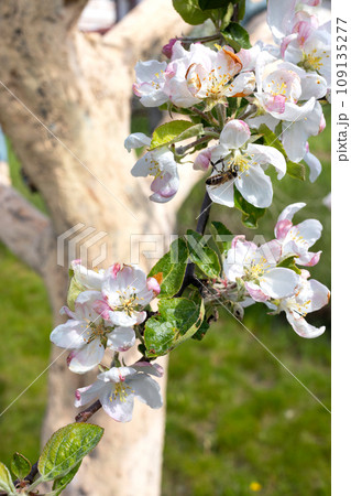 A bee collects nectar from a flowering branch of an apple tree in early spring. A bee collects nectar from a flowering branch of an apple tree in early spring. 109135277