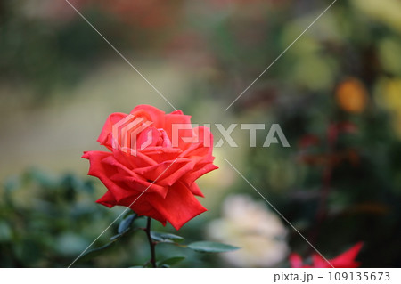 荒尾市 おもやい市民花壇 バラの花、 荒尾市 おもやい市民花壇 バラの花、 109135673