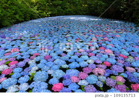 岩手県一関市舞川原沢 紫陽花の名所みちのくあじさい園 あじさい池を埋めるアジサイ水中花 岩手県一関市舞川原沢 紫陽花の名所みちのくあじさい園 あじさい池を埋めるアジサイ水中花 109135713