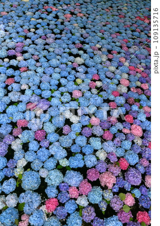 岩手県一関市舞川原沢　紫陽花の名所みちのくあじさい園　あじさい池を埋めるアジサイ水中花 109135716