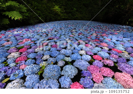岩手県一関市舞川原沢 紫陽花の名所みちのくあじさい園 あじさい池を埋めるアジサイ水中花 岩手県一関市舞川原沢 紫陽花の名所みちのくあじさい園 あじさい池を埋めるアジサイ水中花 109135752
