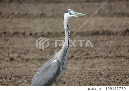 草の生えた田んぼをトラクターで使い込むと、出てくる虫やカエルを狙って野鳥が飛来する。これはアオサギ。 109135770