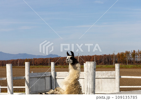 立ち上がって遠くを見つめるリャマ 109135785