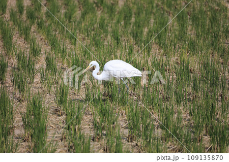 稲刈りを終えた田んぼの虫やカエルを狙って飛来した野鳥。これはシラサギ。 109135870