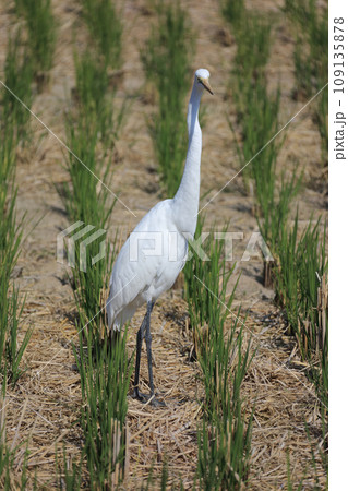 稲刈りを終えた田んぼの虫やカエルを狙って飛来した野鳥。これはシラサギ。 稲刈りを終えた田んぼの虫やカエルを狙って飛来した野鳥。これはシラサギ。 109135878