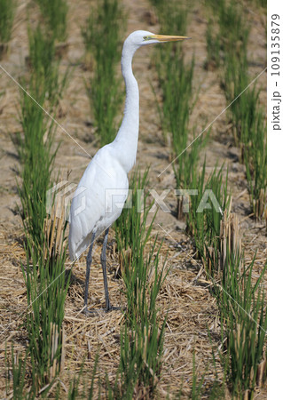 稲刈りを終えた田んぼの虫やカエルを狙って飛来した野鳥。これはシラサギ。 109135879