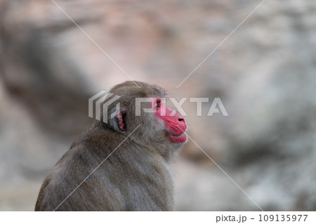 見つめるニホンザル 109135977