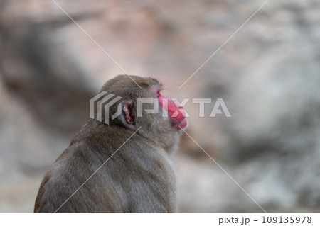 見つめるニホンザル 見つめるニホンザル 109135978