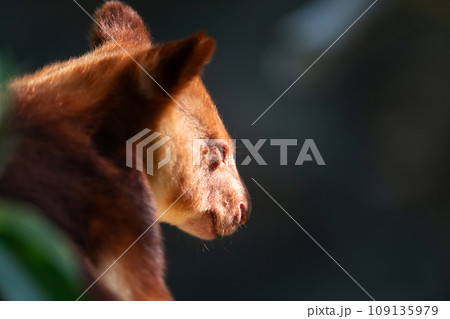 赤い毛色のカンガルー 109135979