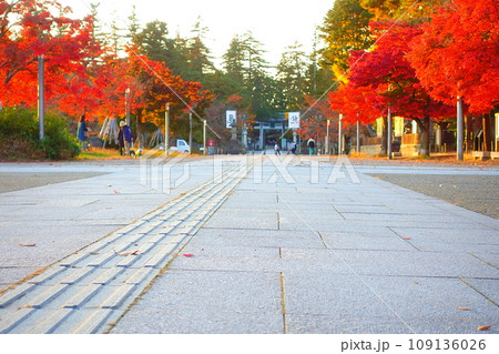 松が岬公園 紅葉 黄葉 松が岬公園 紅葉 黄葉 109136026