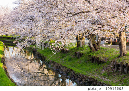 小江戸川越の春　早朝の新河岸川桜並木（誉桜） 109136084