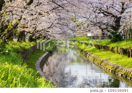 小江戸川越の春 早朝の新河岸川桜並木(誉桜) 小江戸川越の春 早朝の新河岸川桜並木(誉桜) 109136091