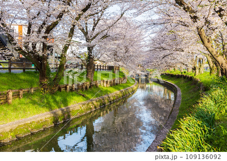 小江戸川越の春　早朝の新河岸川桜並木（誉桜） 109136092