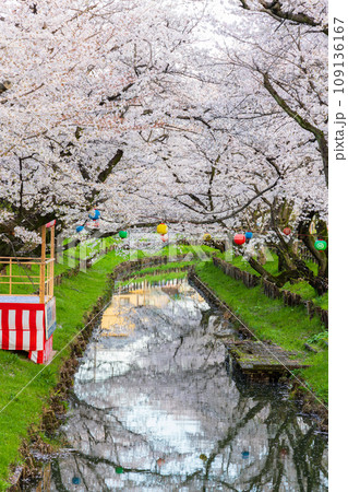 小江戸川越の春 早朝の新河岸川桜並木(誉桜) 小江戸川越の春 早朝の新河岸川桜並木(誉桜) 109136167