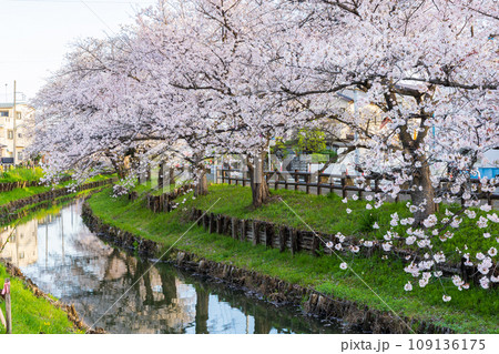 小江戸川越の春 早朝の新河岸川桜並木(誉桜) 小江戸川越の春 早朝の新河岸川桜並木(誉桜) 109136175
