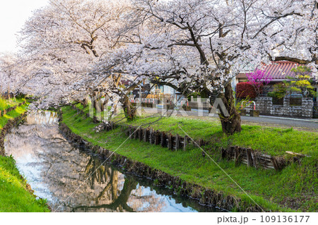 小江戸川越の春 早朝の新河岸川桜並木(誉桜) 小江戸川越の春 早朝の新河岸川桜並木(誉桜) 109136177