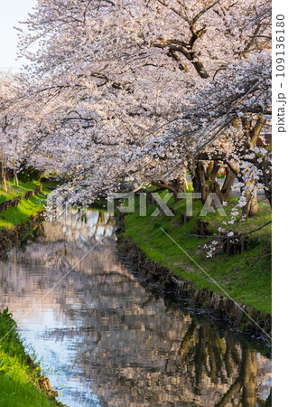 小江戸川越の春　早朝の新河岸川桜並木（誉桜） 109136180
