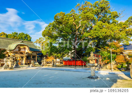 奈良県生駒郡斑鳩町の龍田神社　大樟 109136205