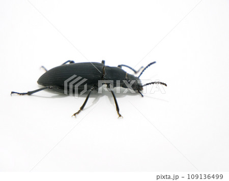 ジャイアントミルワームの成虫 109136499