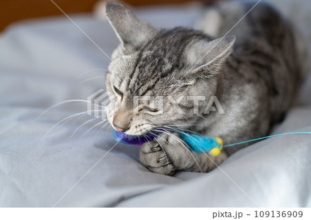 猫じゃらしで遊ぶ猫 サバトラ猫 猫じゃらしで遊ぶ猫 サバトラ猫 109136909