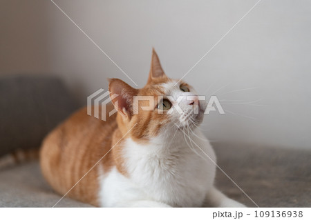 くつろぐ猫　茶トラ白 109136938