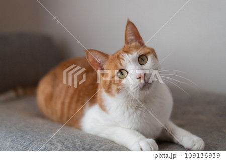くつろぐ猫　茶トラ白 109136939
