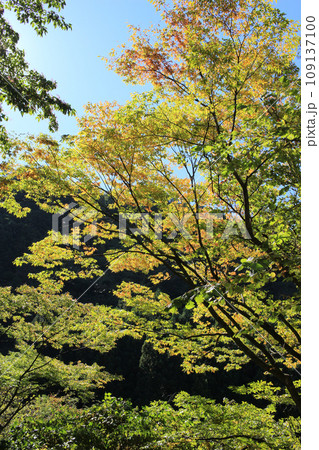 色づき始めた秋の木々 色づき始めた秋の木々 109137100