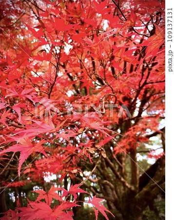 紅葉の饗宴 109137131