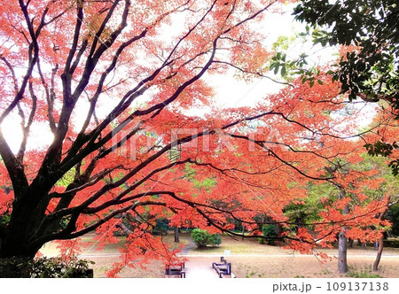秋の風景写真 秋の風景写真 109137138